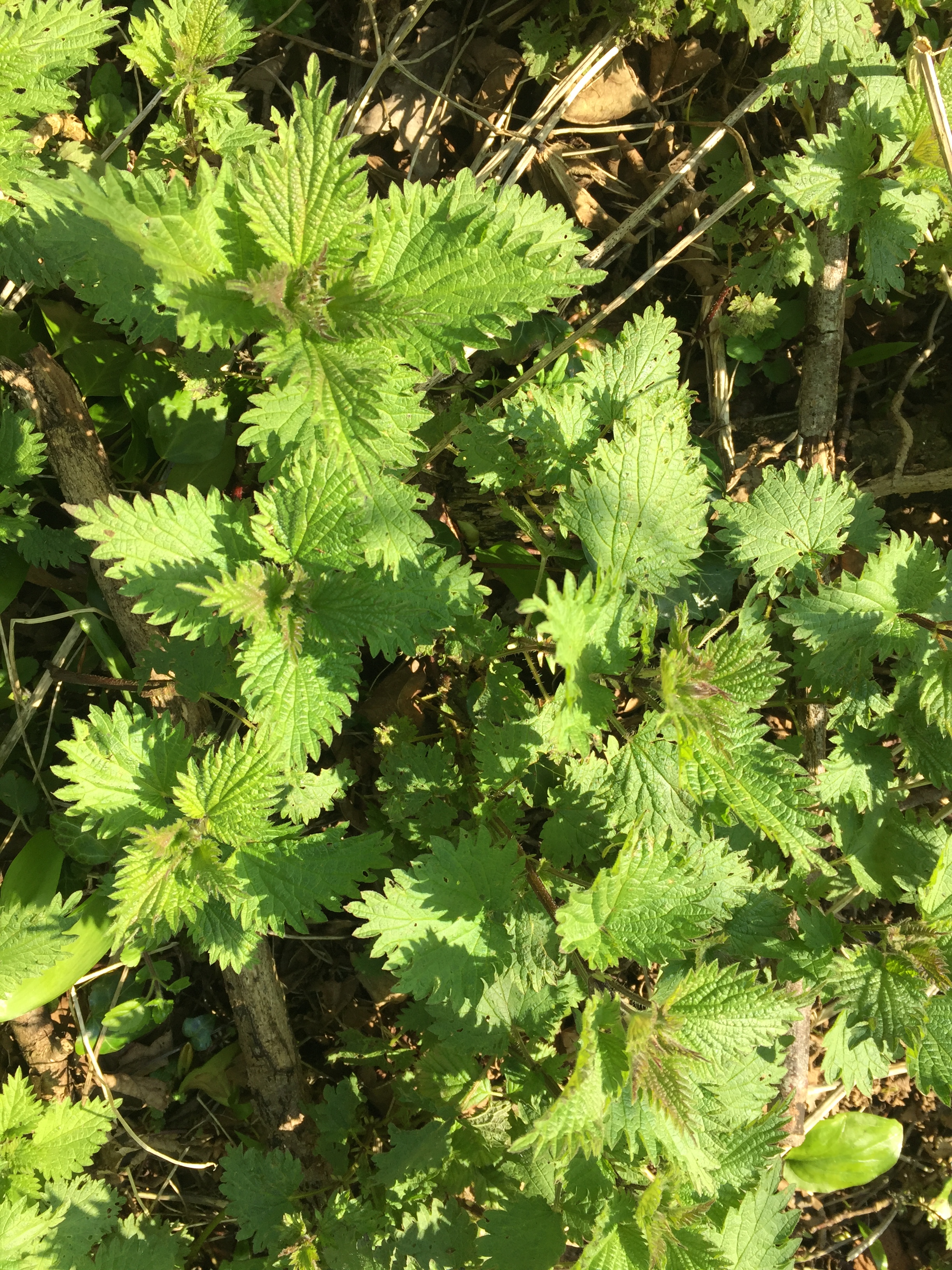 Nettles
